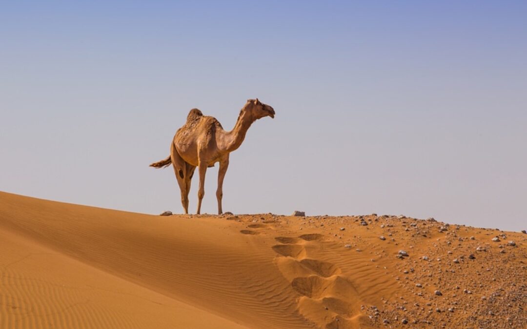 Animal Standards Decoded: A Close Look at Camel Anatomy